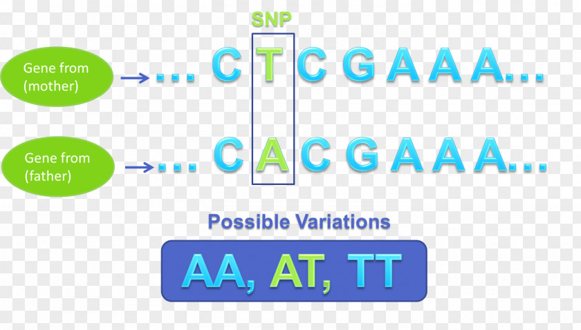 Single-nucleotide Polymorphism Genetic Variation Genetics Nucleic Acid Sequence PNG