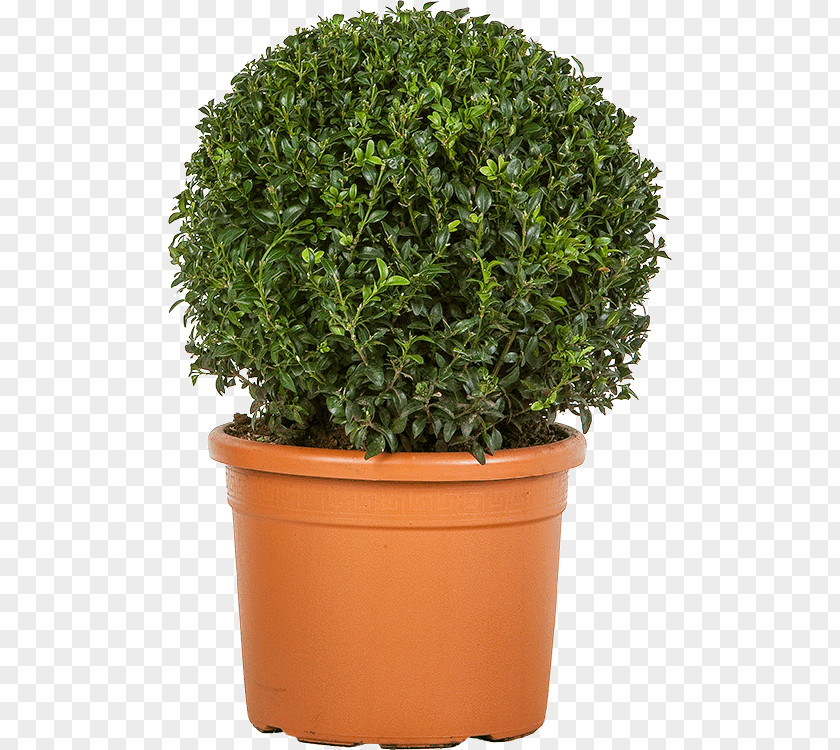 Tree Flowerpot Herb Shrub Evergreen Houseplant PNG