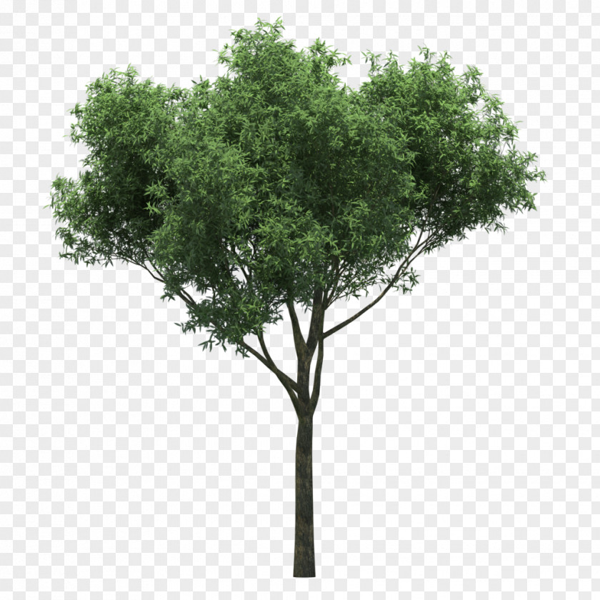 Tree Quercus Suber Populus Nigra Gum Trees PNG