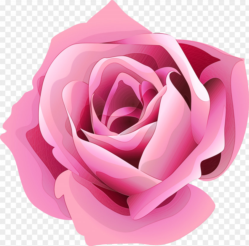 China Rose Magenta Watercolor Pink Flowers PNG