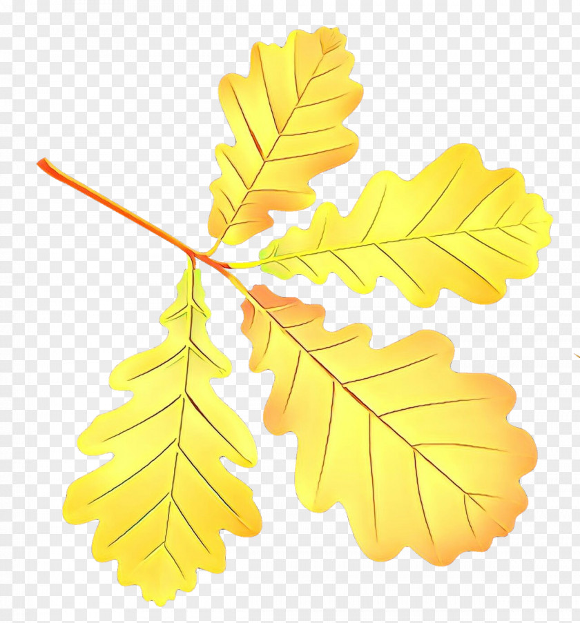 Maple Leaf PNG