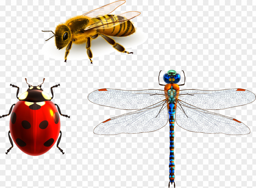 Bee Ladybug Dragonfly Insect Apidae PNG