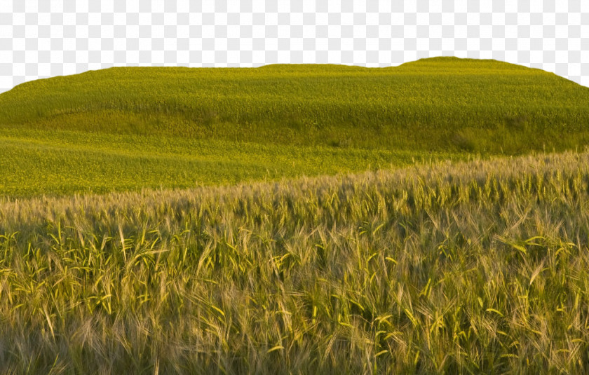 Big Farm Wheat Field Bliss Wallpaper PNG