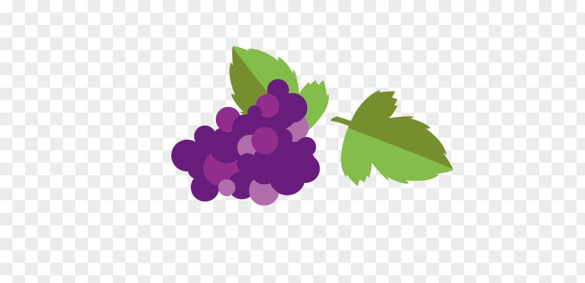 Grape Grapevines Euclidean Vector Vecteur PNG