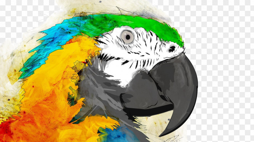 Parrot Bird Watercolor Painting Macaw PNG