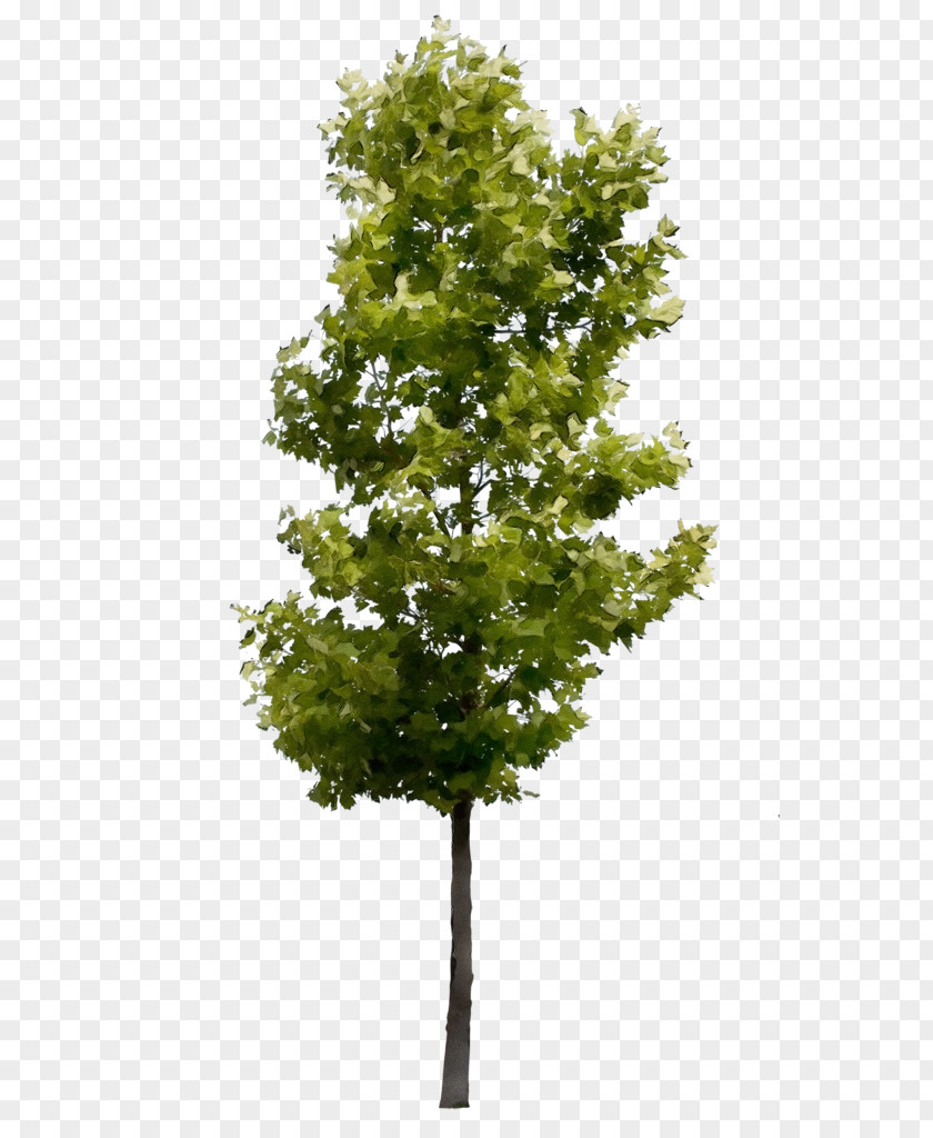 Plant Stem White Pine Tree Deciduous London Plane Shrub Rendering PNG