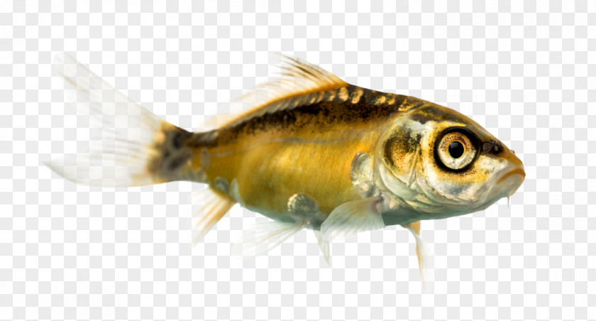 Seawater Fish Koi Goldfish Stock Photography Royalty-free PNG