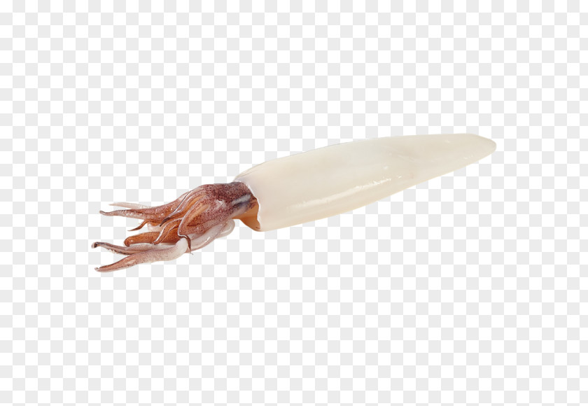 Squid PNG