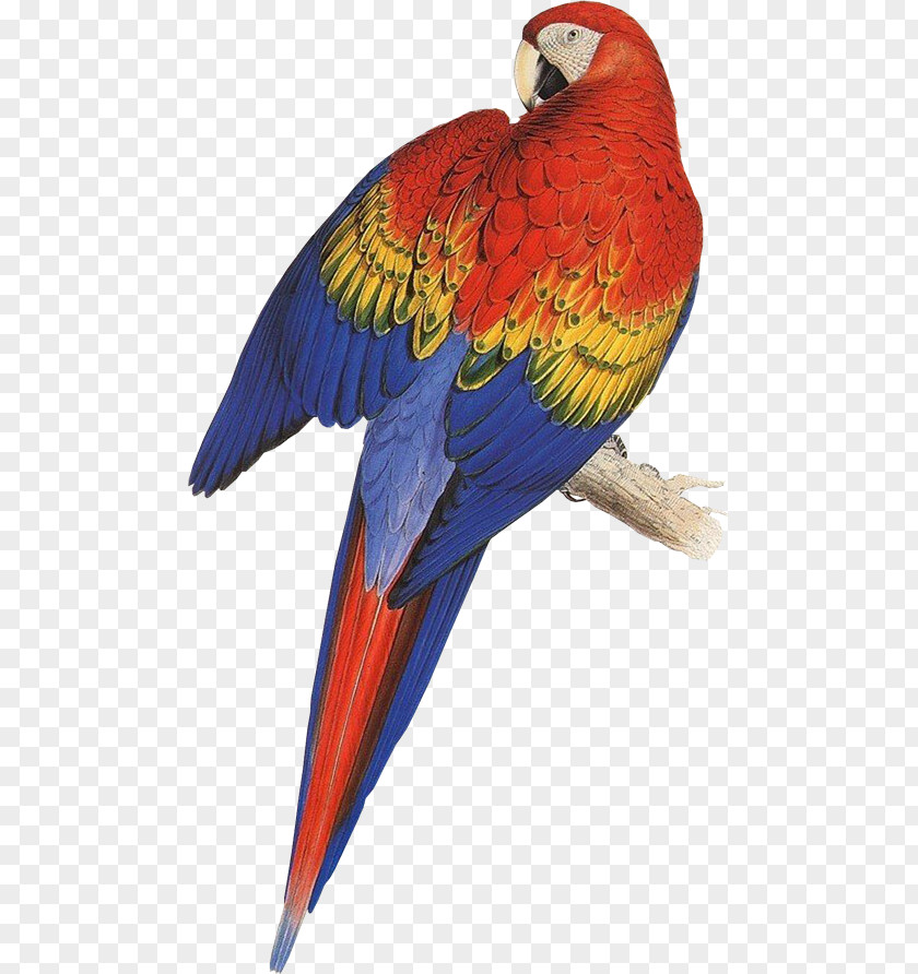 Bird Illustrations Of The Family Psittacidae, Or Parrots Cockatiel Budgerigar Red-capped Parrot PNG