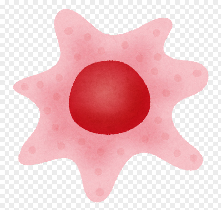 Body Cell Somatic Germ Reproduction PNG