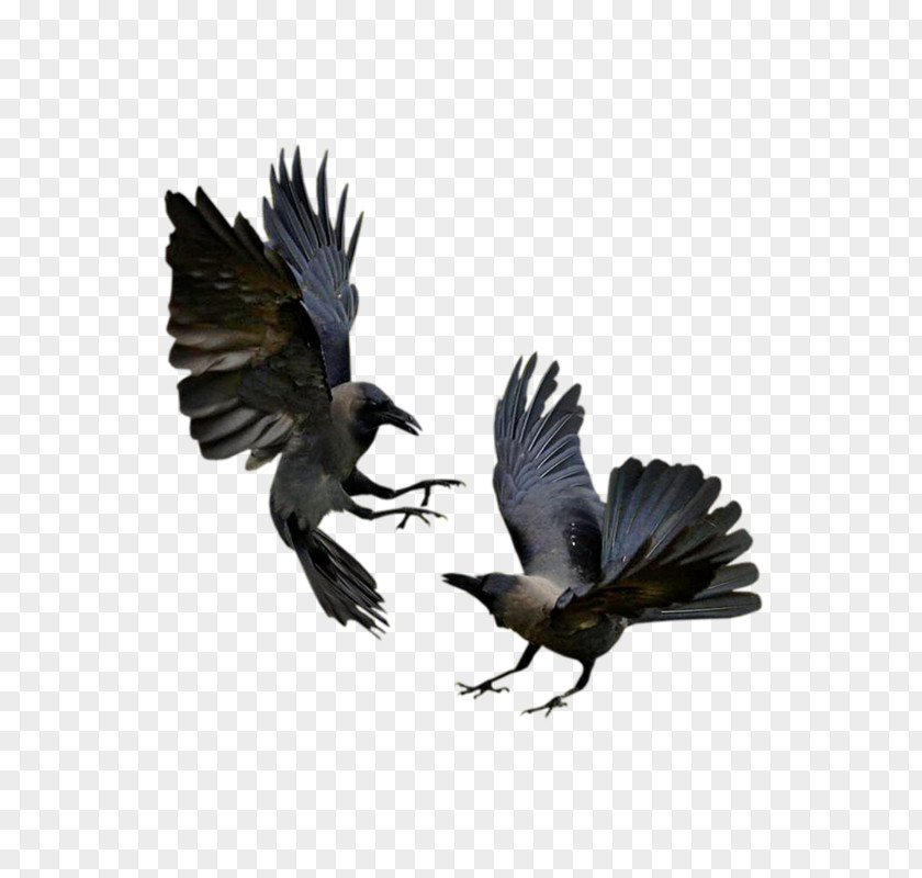 Crow Common Raven American Bird Western Jackdaw PNG