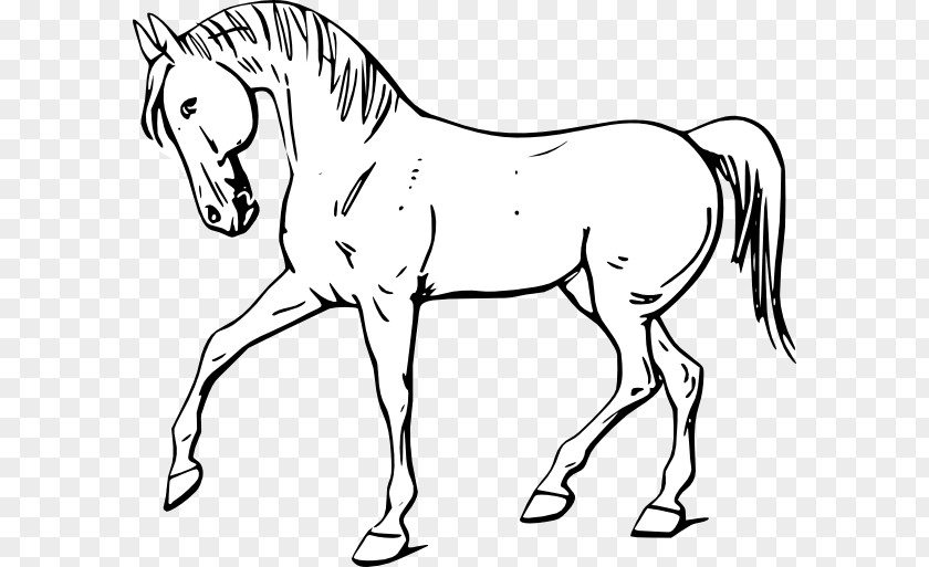Horse Cartoon Drawing Tennessee Walking Stallion Clip Art PNG