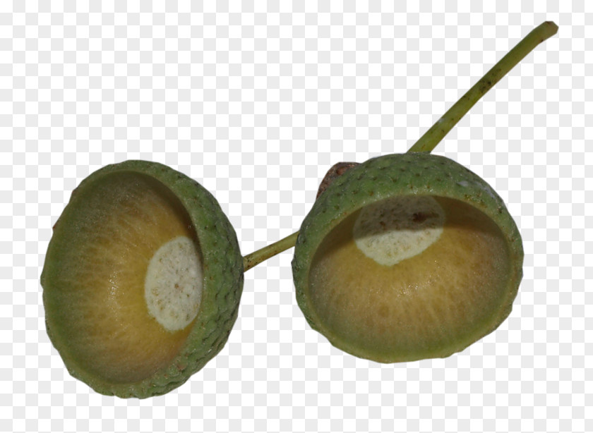 Oak Acorn Clip Art PNG