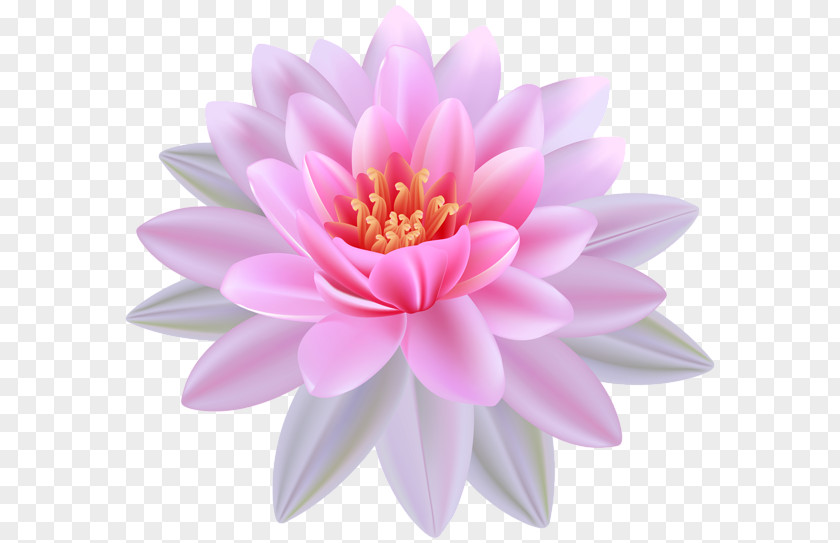 Water Lily Egyptian Lotus Nelumbo Nucifera Lilium Clip Art PNG