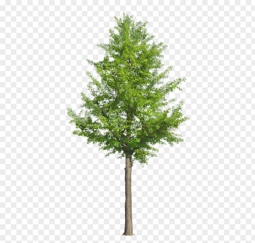Xh Drawing Tree Royalty-free PNG