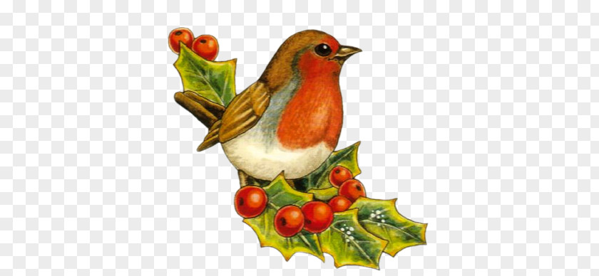 Bird European Robin Christmas Drawing Clip Art PNG