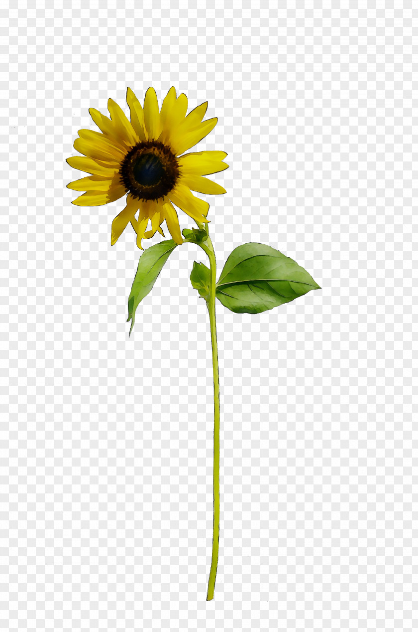 Common Sunflower Yellow Cut Flowers Plant Stem Seed PNG