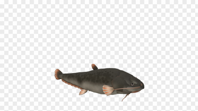 Drawings Of Catfish Fauna PNG