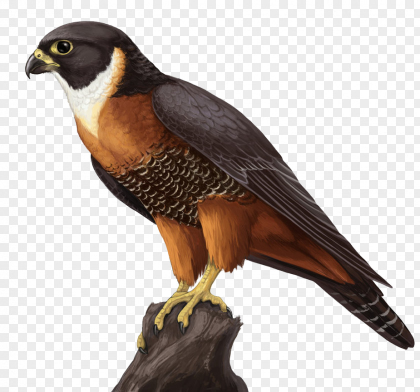 Falcon Orange-breasted Clip Art PNG
