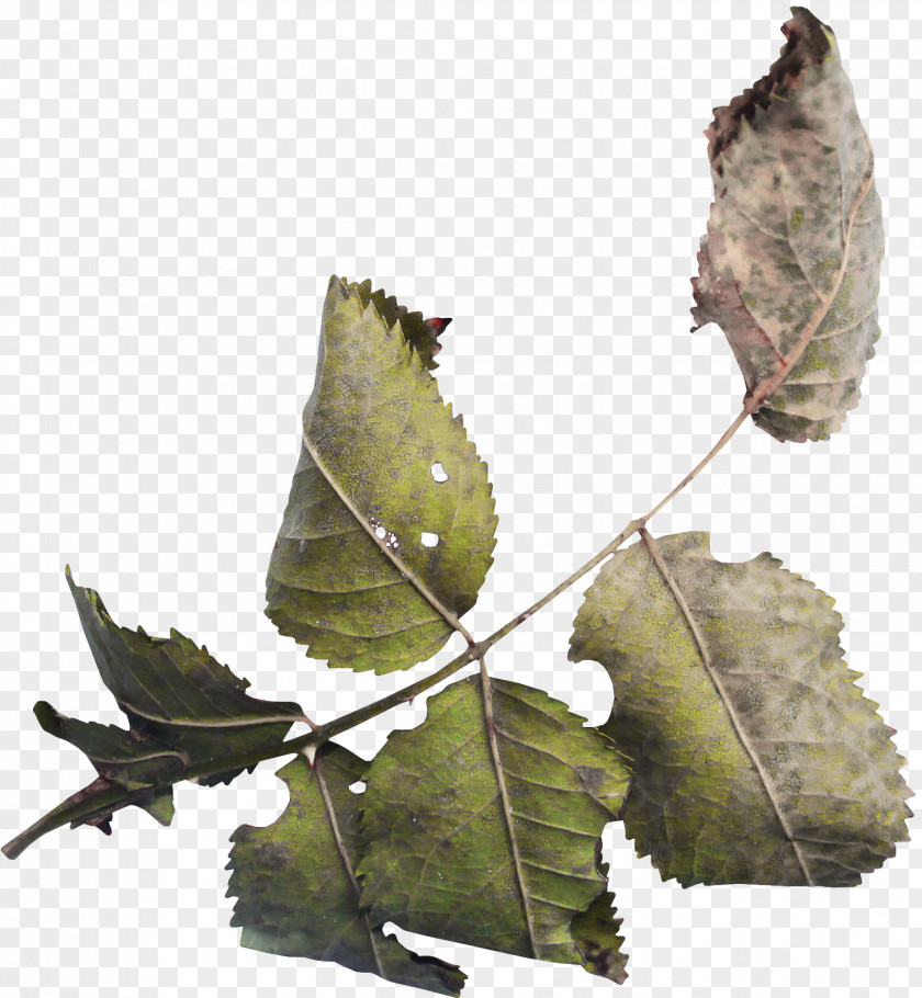 Leaves Clip Art PNG