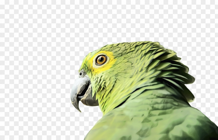 Perico Falconiformes Colorful Background PNG