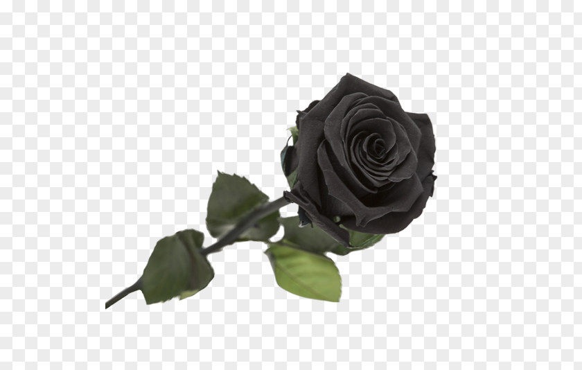 Rose Garden Roses Black Flower PNG