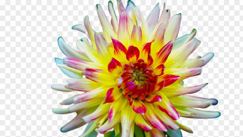 Wildflower Dahlia Flower Flowering Plant Petal Yellow PNG