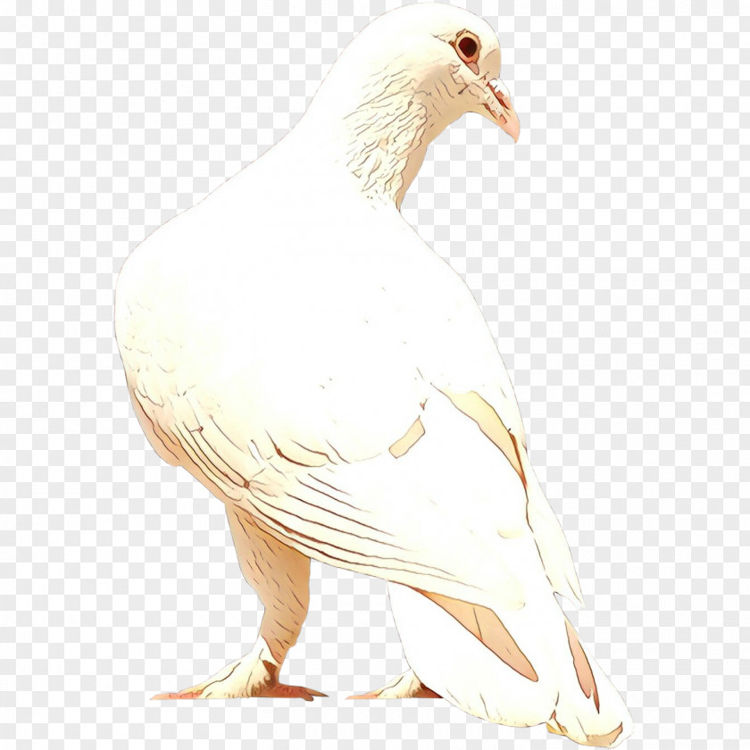 Wing Neck Bird PNG