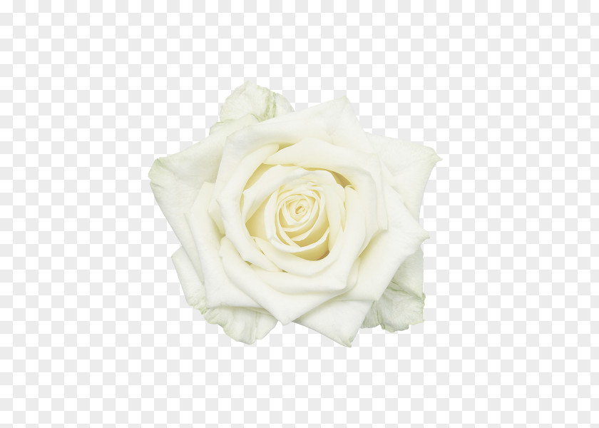 Garden Roses PNG