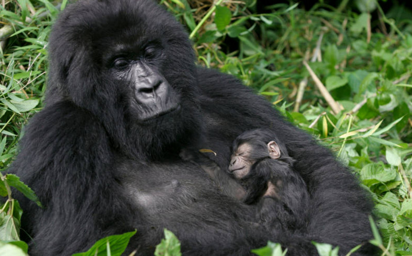 Gorilla Bwindi Impenetrable National Park Virunga Mountains Volcanoes Chimpanzee PNG