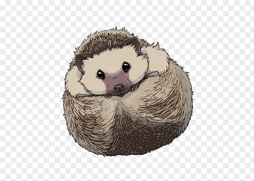 Hedgehog Domesticated Porcupine PNG