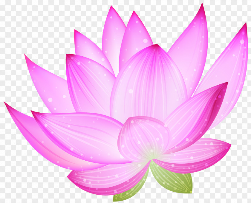 Large Pink Lotus Clipart Nelumbo Nucifera Clip Art PNG