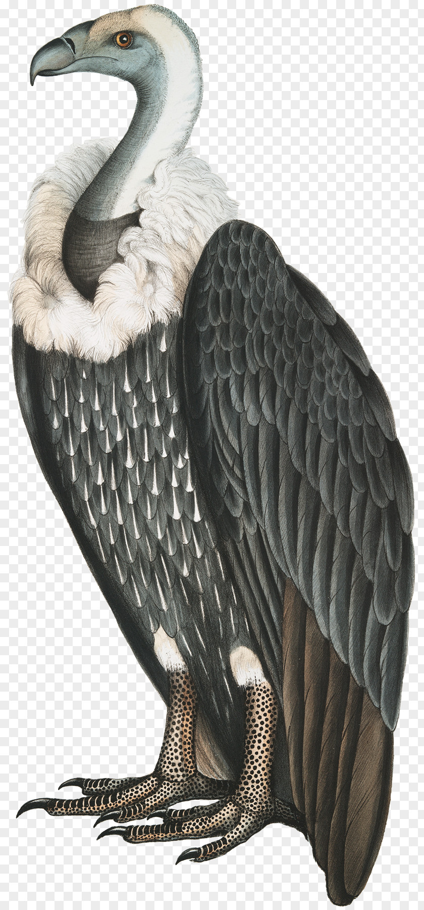 Naturalist Stock Photography Illustration Vulture Image PNG