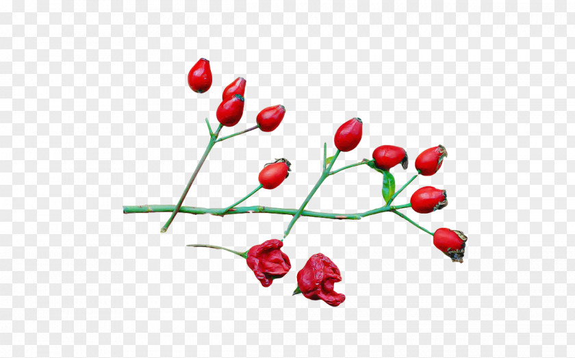 Rose PNG