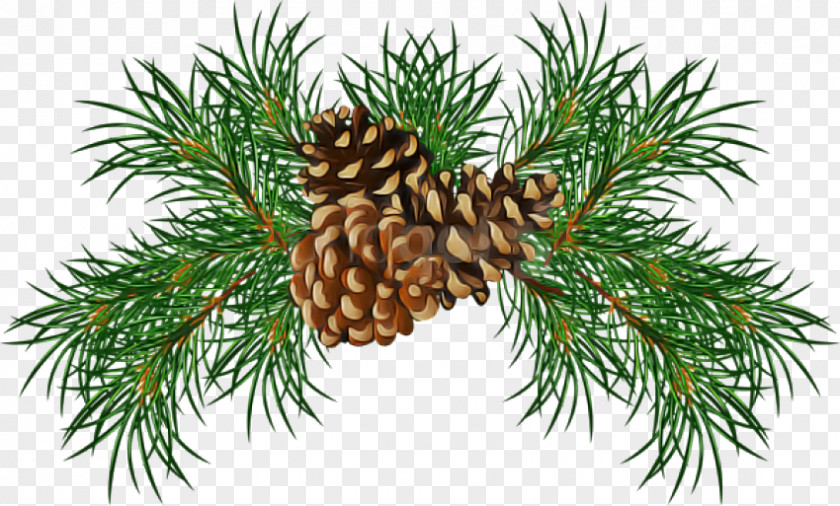 Shortleaf Black Spruce Sugar Pine Columbian Loblolly Balsam Fir PNG
