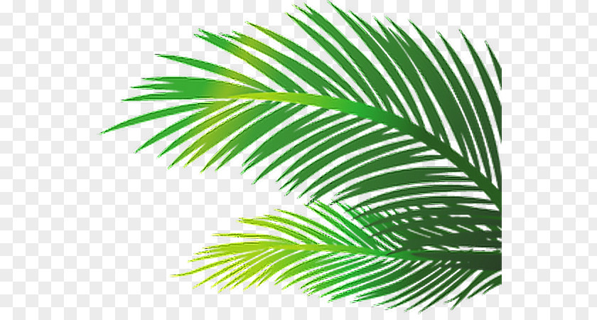 Bamboo Growth Summer Palm Trees Leaf Image Öykü Berkan PNG