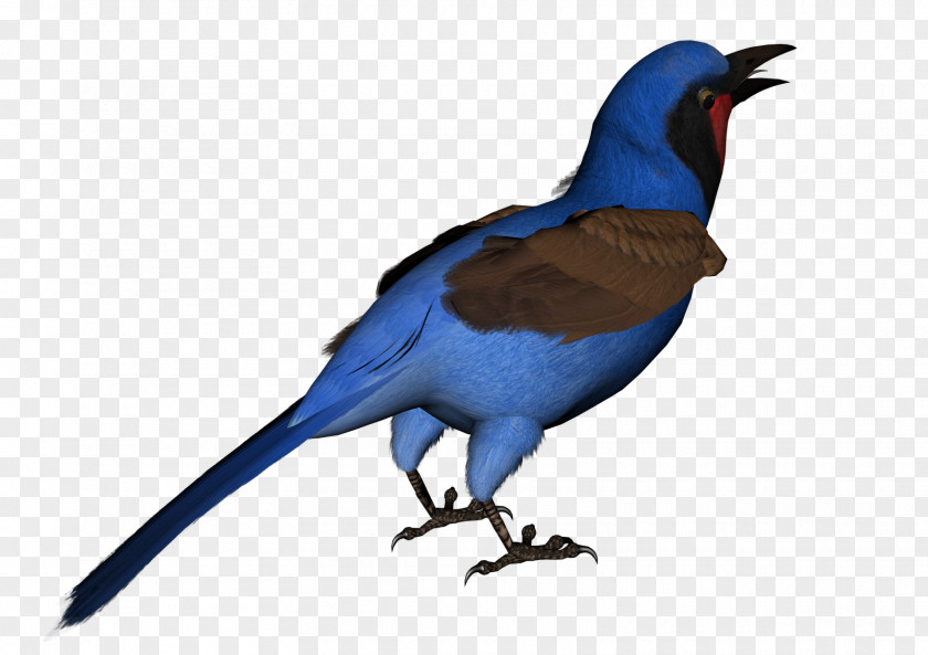 Blue Bird Bluebird Swallow Feather PNG