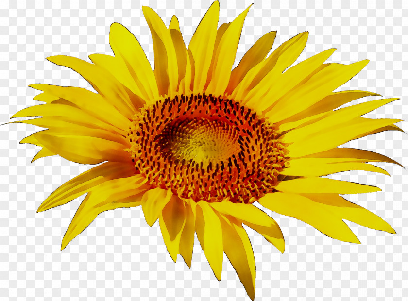 Clip Art Transparency Image Sunflower PNG