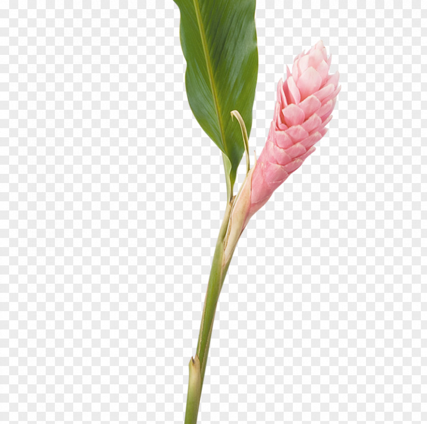 Flower Alpinia Purpurata Lobster-claws Cut Flowers Ginger PNG