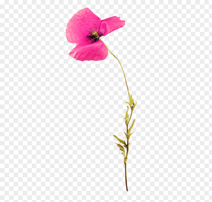 Flower Poppy Clip Art PNG