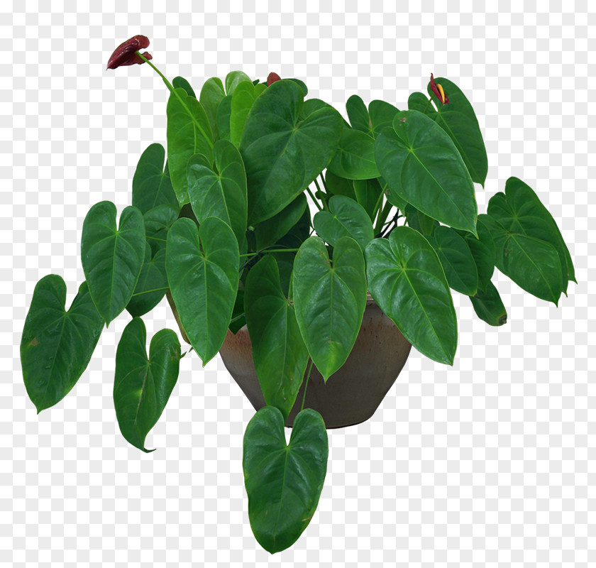 Indoor Plant Potted Plants Houseplant Flowerpot Vase PNG