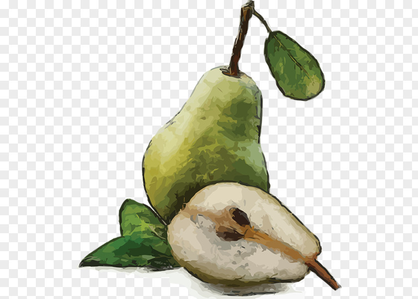 Pear Fruit Watercolor Painting PNG