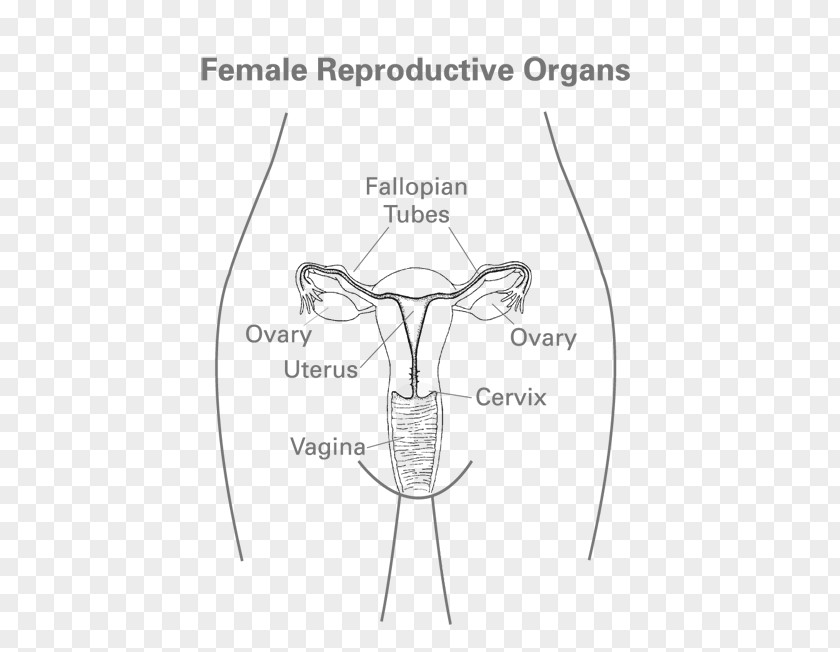 Woman Women's Health Female Reproductive System Human Body PNG