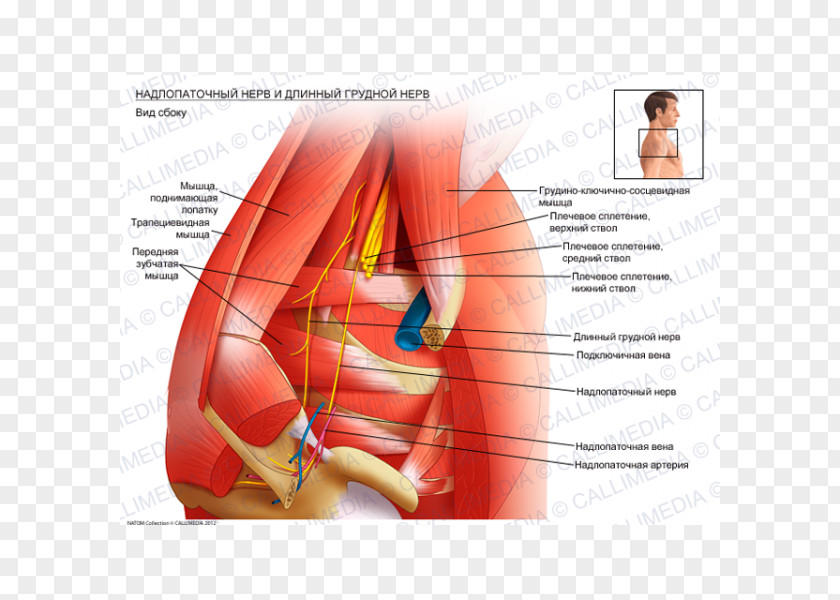 Arm Thumb Long Thoracic Nerve Suprascapular Brachial Plexus PNG