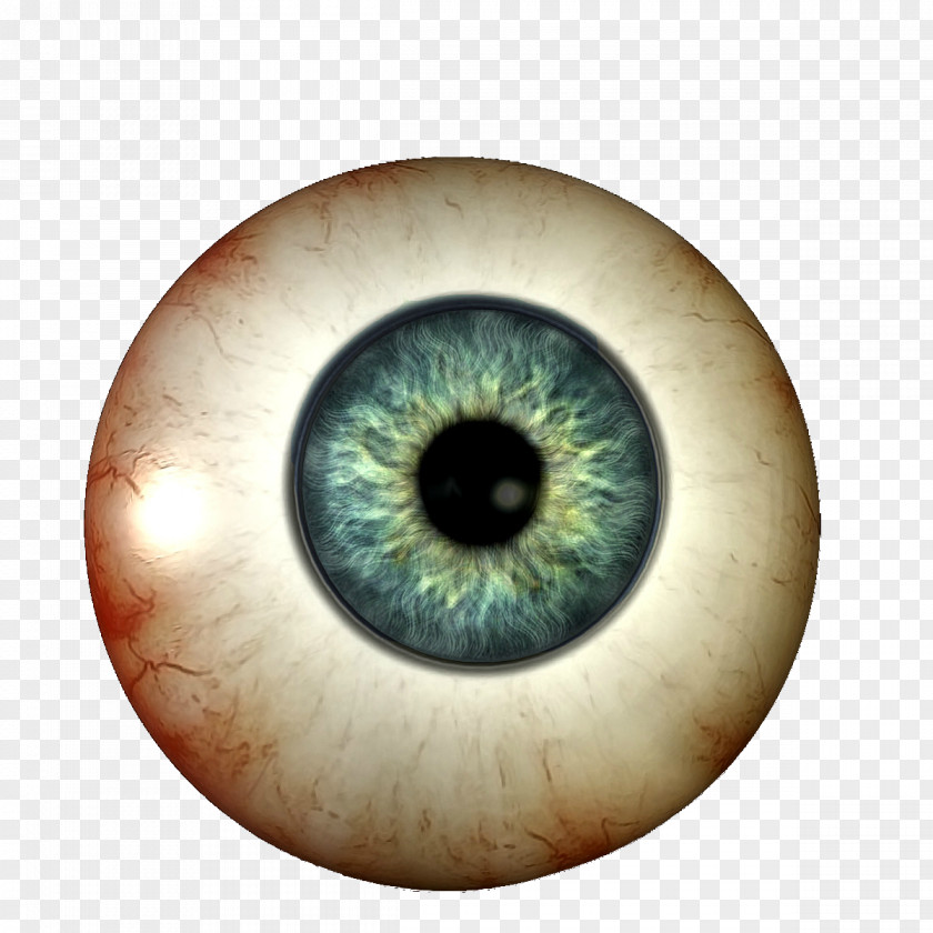 Eye Human Visual Perception Light Homo Sapiens PNG