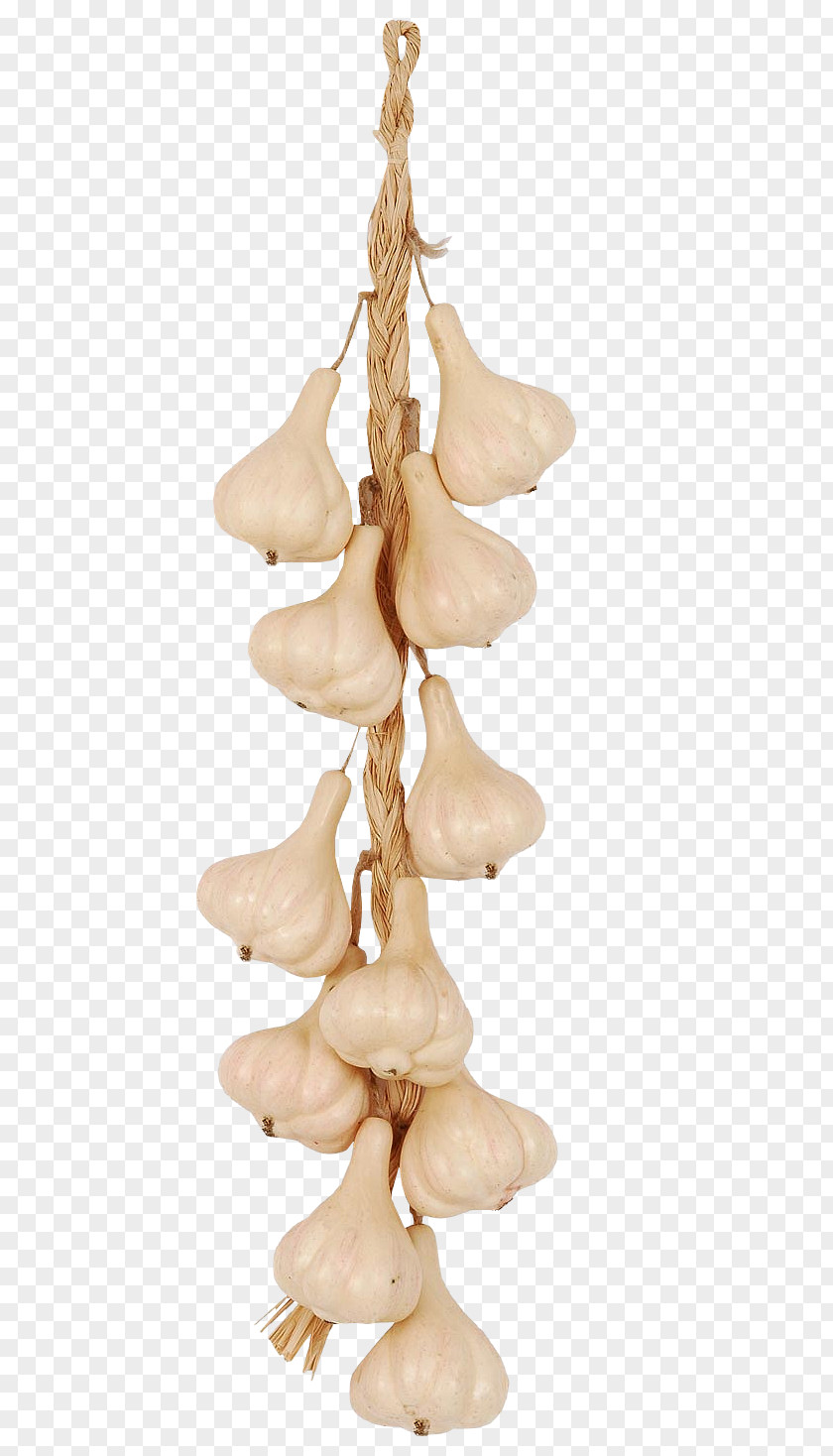 Garlic Food Vegetable Icon PNG