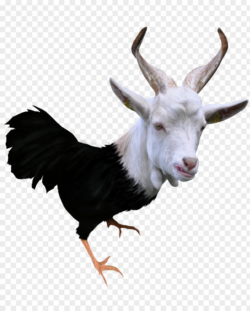Goat Meat Chicken Venison Cattle PNG