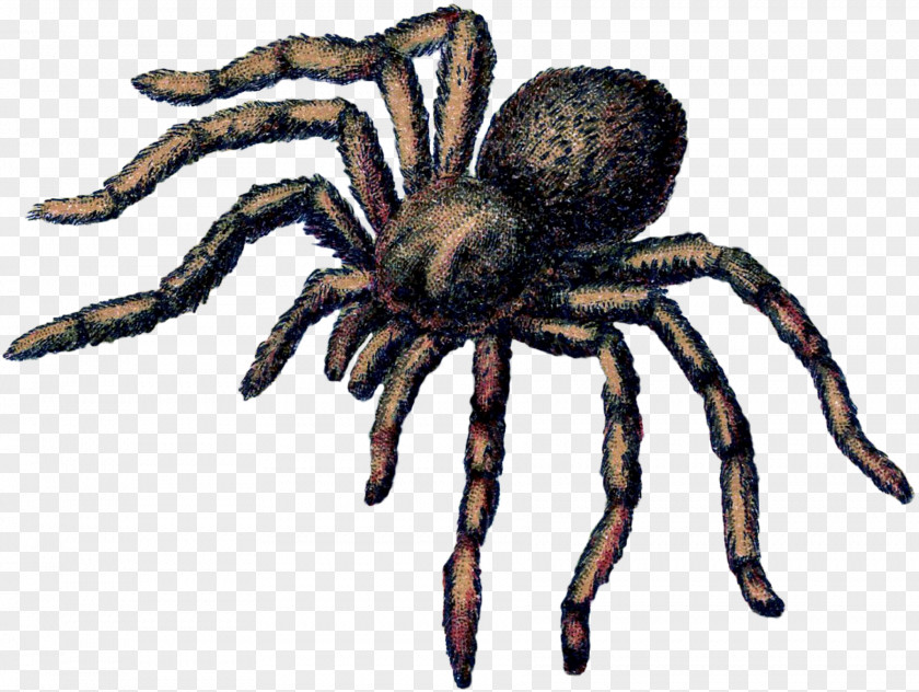 Insect Tarantula Wolf Spider Terrestrial Animal PNG