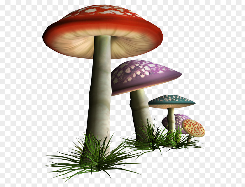 Mushroom Edible Fungus Shiitake PNG