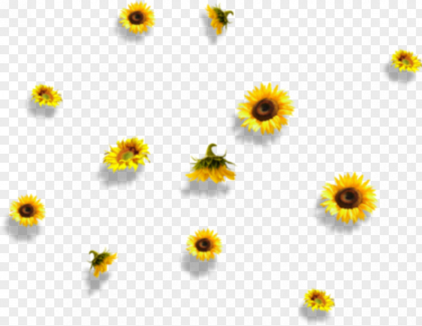 Sunflower PNG